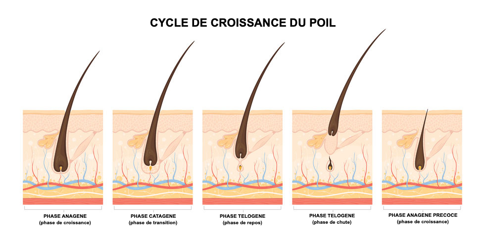 Cycle de croissance du poil